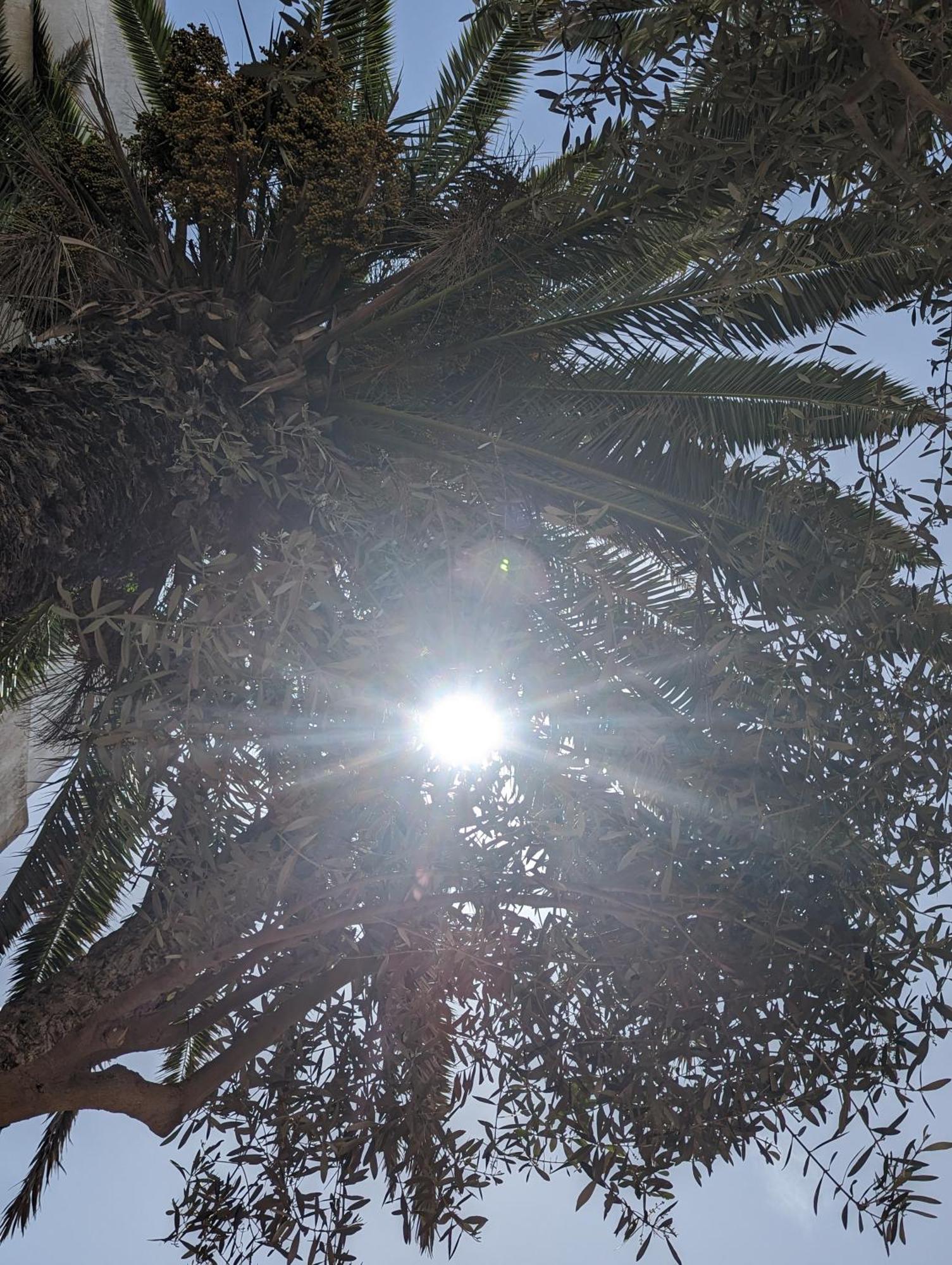 Aghata Palms Riad エッサウィラ エクステリア 写真
